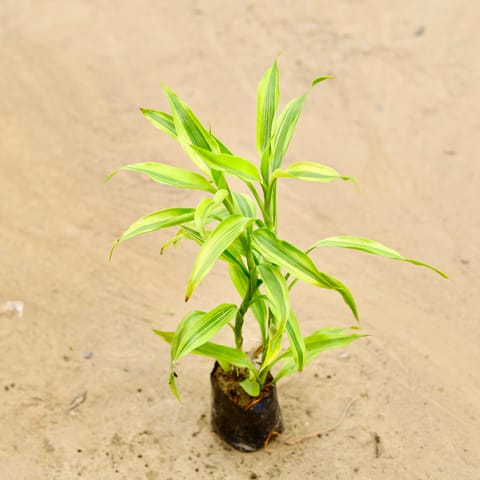 Golden bamboo in 4 Inch Nursery bag