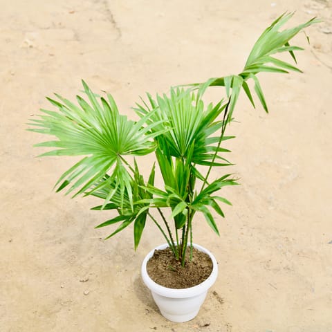 China palm in 8 Inch white Classy Plastic pot