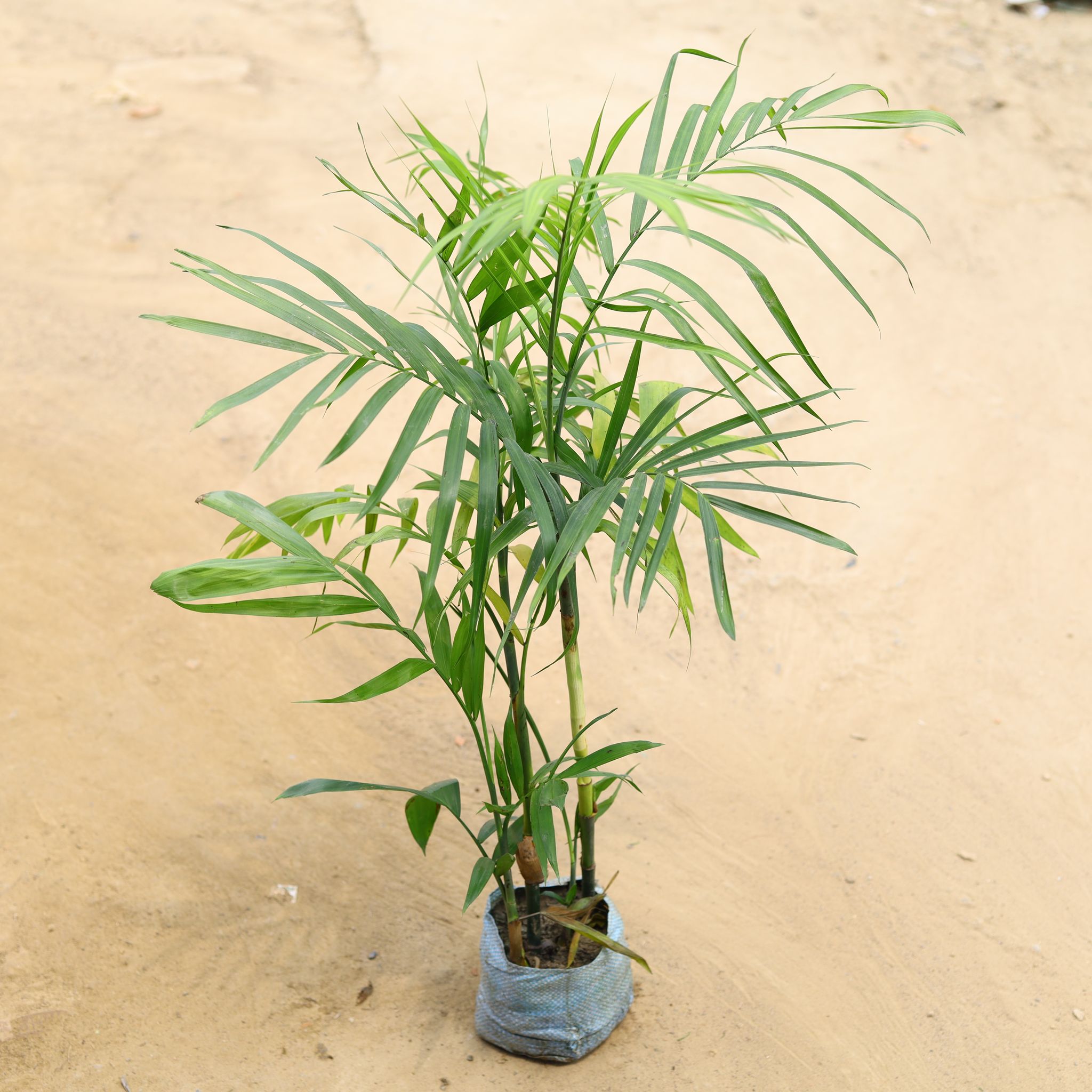Chikotiya / Sepotia Palm in 6 Inch Nursery bag