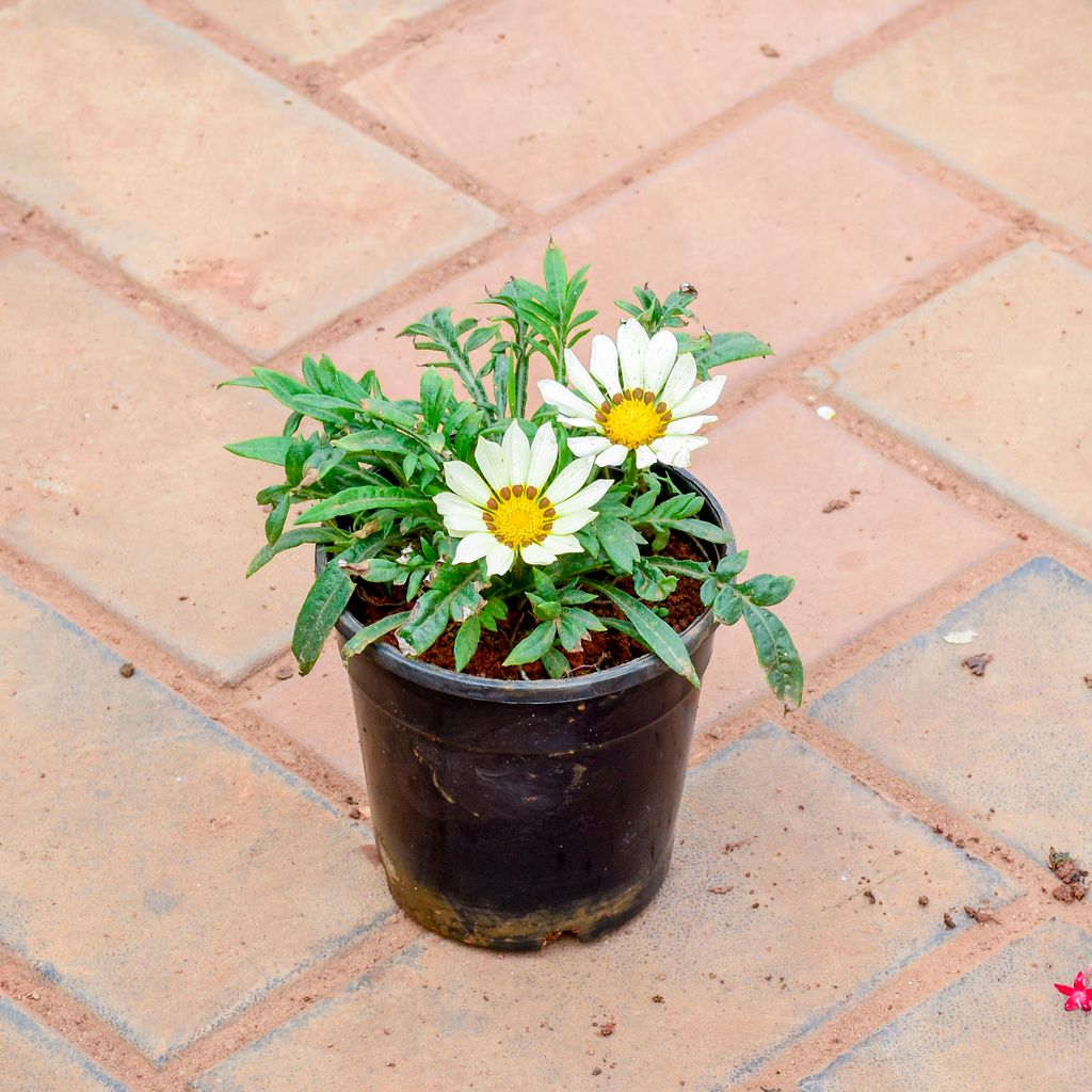 Buy Gazania White in 5 Inch Nursery Pot Online | Urvann.com Gazania White in 5 Inch Nursery Pot