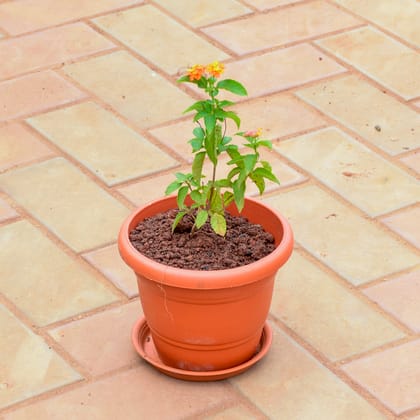 Buy Lantana (Any colour) in 7 Inch Classy Red Plastic Pot with Tray Online | Urvann.com