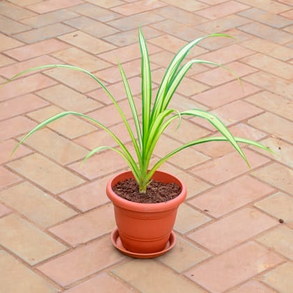 Buy Spider in 7 Inch Classy Red Plastic Pot with Tray Online | Urvann.com