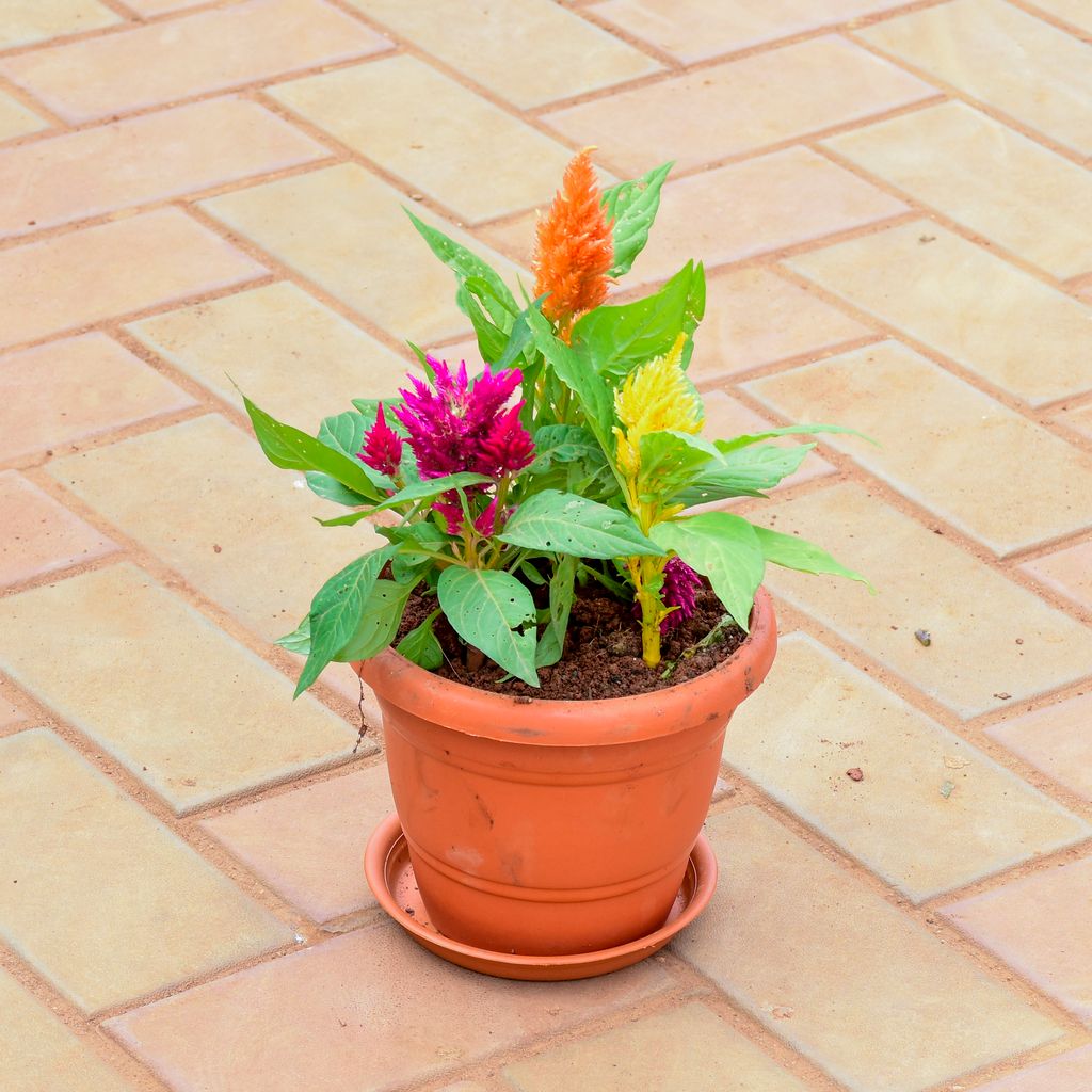 Buy Celosia / Cockscomb Multi colour in 7 Inch Classy Red Plastic Pot with Tray Online | Urvann.com Celosia / Cockscomb Multi colour in 7 Inch Classy Red Plastic Pot with Tray