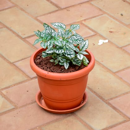 Buy Polka Dot Green in 7 Inch Classy Red Plastic Pot with Tray Online | Urvann.com