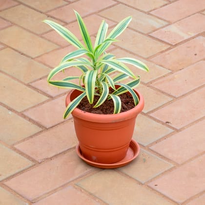 Buy Song Of India in 7 Inch Classy Red Plastic Pot with Tray Online | Urvann.com