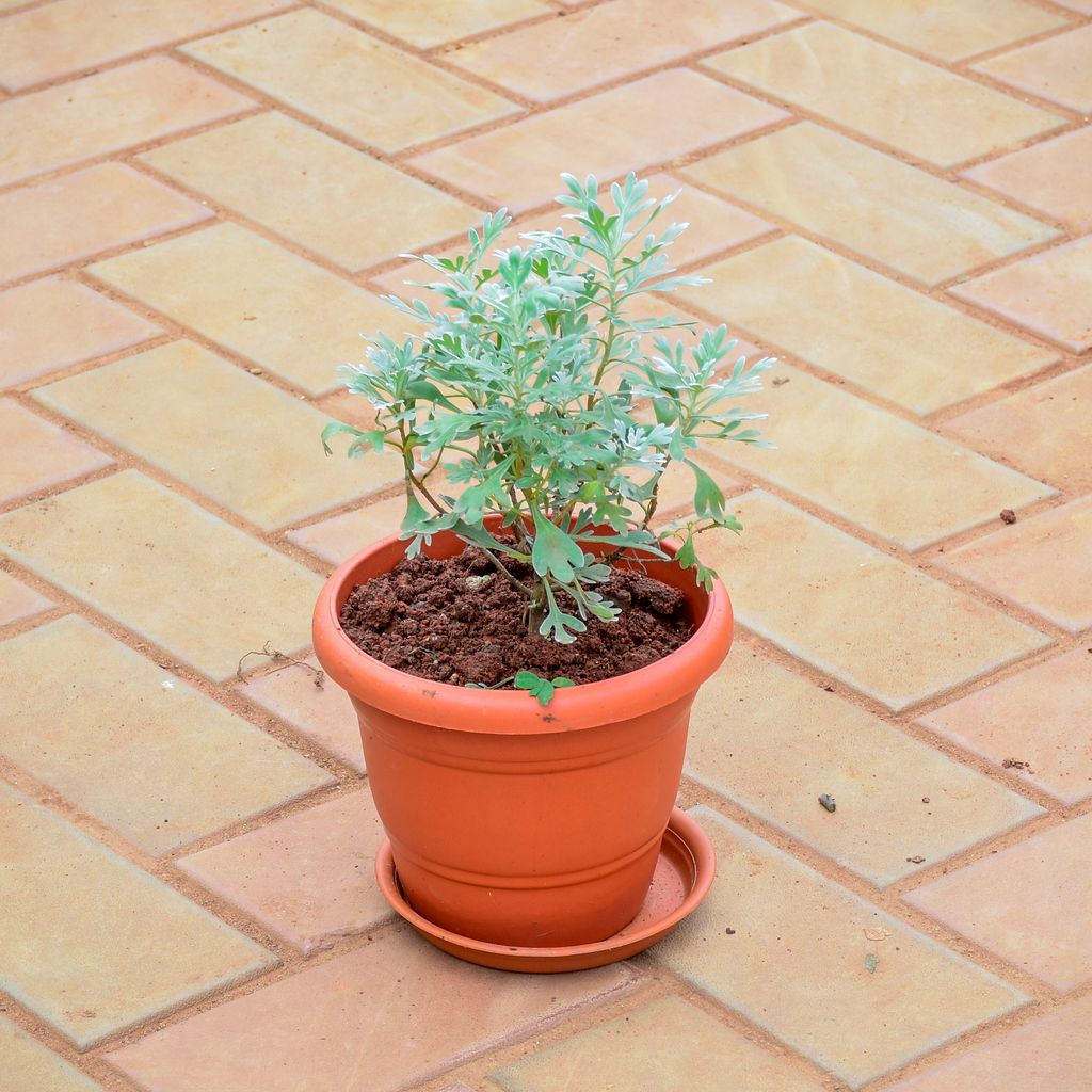Buy Lavender in 7 Inch Classy Red Plastic Pot with Tray Online | Urvann.com Lavender in 7 Inch Classy Red Plastic Pot with Tray