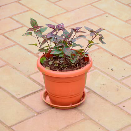 Buy polka Dot Red Mix in 7 Inch Classy Red Plastic Pot with Tray Online | Urvann.com