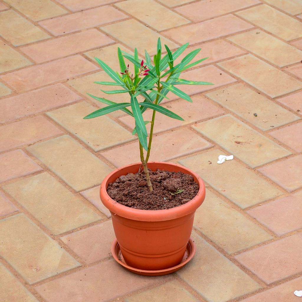 Buy Oleander / Kaner (any colour) in 7 Inch Classy Red Plastic Pot with Tray Online | Urvann.com Oleander / Kaner (any colour) in 7 Inch Classy Red Plastic Pot with Tray