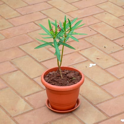 Buy Oleander / Kaner (any colour) in 7 Inch Classy Red Plastic Pot with Tray Online | Urvann.com