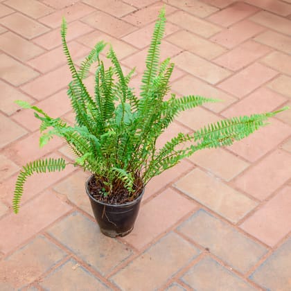 Buy Fern Green in 5 Inch Nursery Pot Online | Urvann.com
