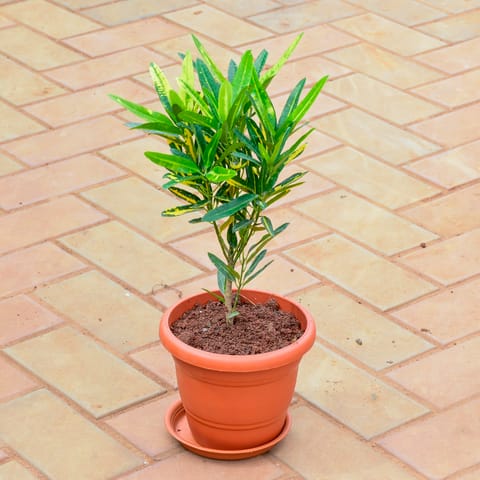 Croton Banana in 7 Inch Classy Red Plastic Pot with Tray