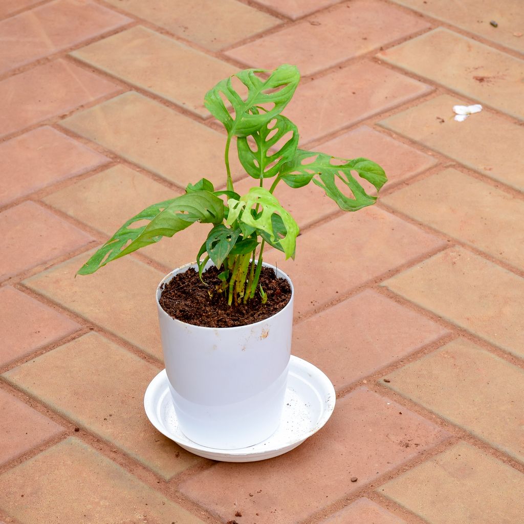 Buy Monstera Broken Heart in 5 Inch White Premium Sphere Plastic Pot with Tray Online | Urvann.com Monstera Broken Heart in 5 Inch White Premium Sphere Plastic Pot with Tray