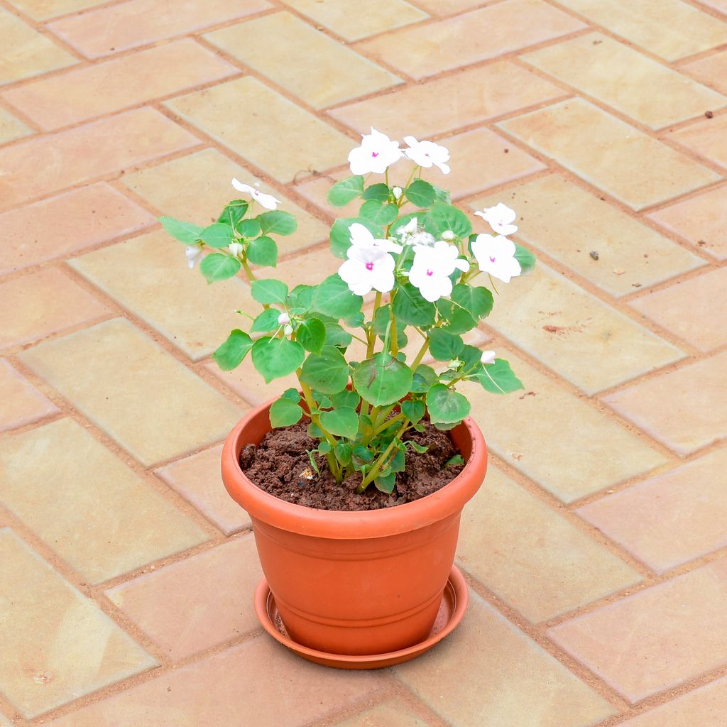 Buy Impatiens Balsamina White in 7 Inch Classy Red Plastic Pot with Tray Online | Urvann.com Impatiens Balsamina White in 7 Inch Classy Red Plastic Pot with Tray