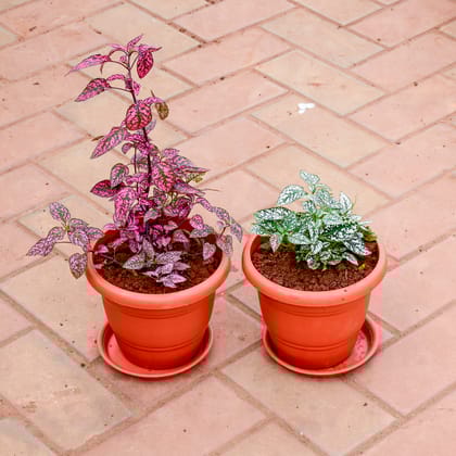 Buy Set of 2 - Polka Dot (Red & Green) in 7 Inch Classy Red Plastic Pot with Tray Online | Urvann.com