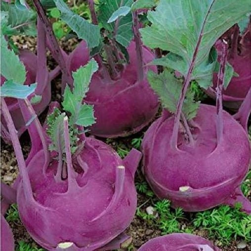 Buy Knol Knol Purple Seeds - Excellent Germination Online | Urvann.com Knol Knol Purple Seeds - Excellent Germination