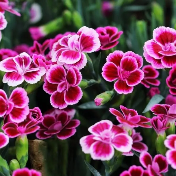 Dianthus Seeds - Excellent Germination