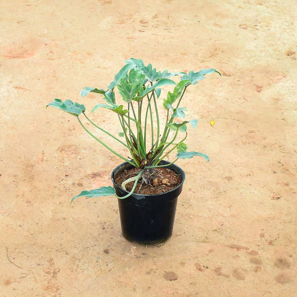Xanadu Green in 5 Inch Nursery Pot Xanadu Green in 5 Inch Nursery Pot