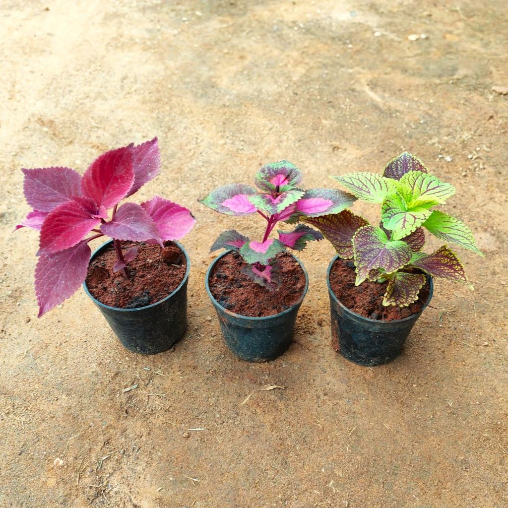 Set of 3 - Coleus (Red, Red Green & Multi Colour) in 4 Inch Nursery Pot Set of 3 - Coleus (Red, Red Green & Multi Colour) in 4 Inch Nursery Pot