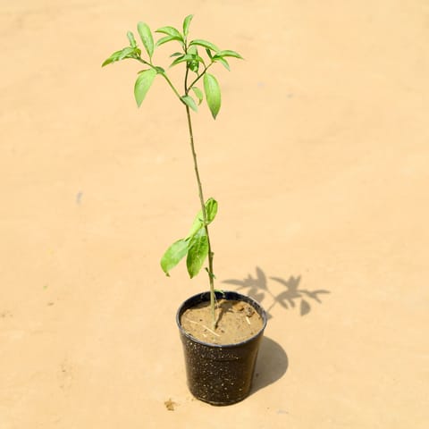 Raat Ki Rani / Night Blooming Jasmine in 5 Inch Nursery Pot