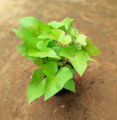 Sweet Potato / Ipomea Green in 4 Inch Nursery Pot