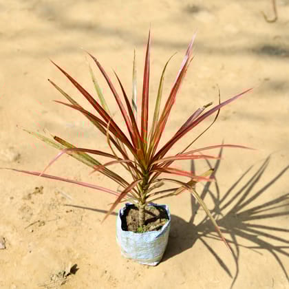 Dracaena Colorama / Marginata Red in 5 Inch Nursery Bag