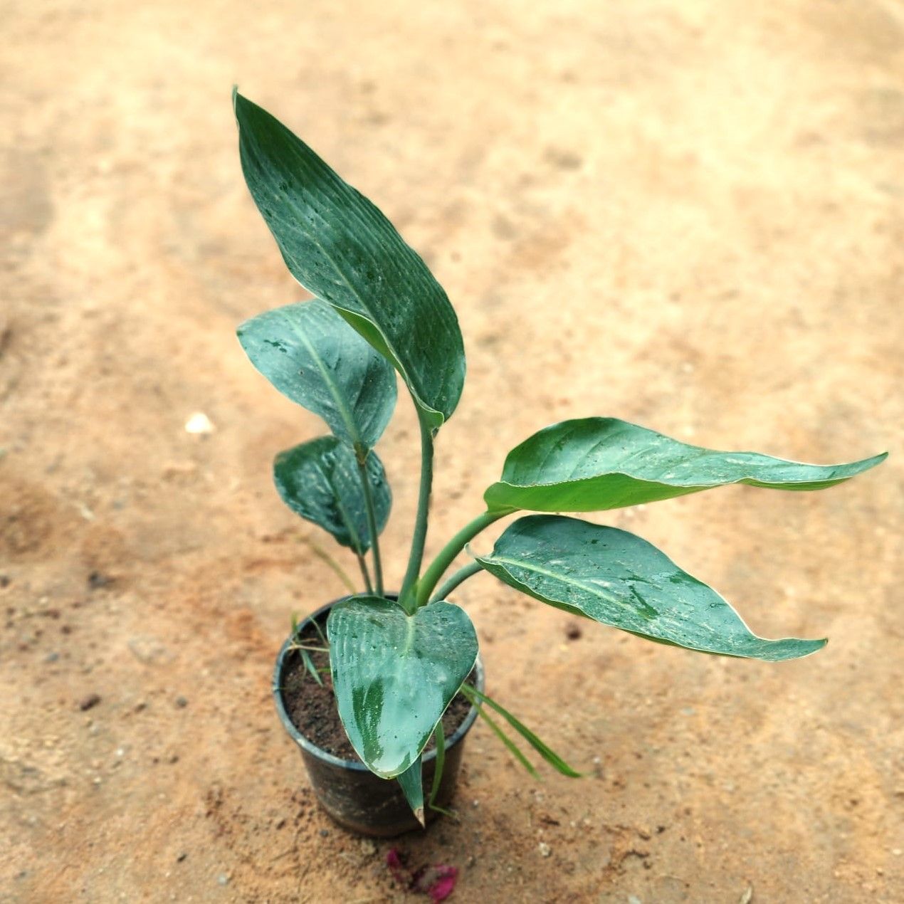 Bird of Paradise White in 5 Inch Nursery Pot