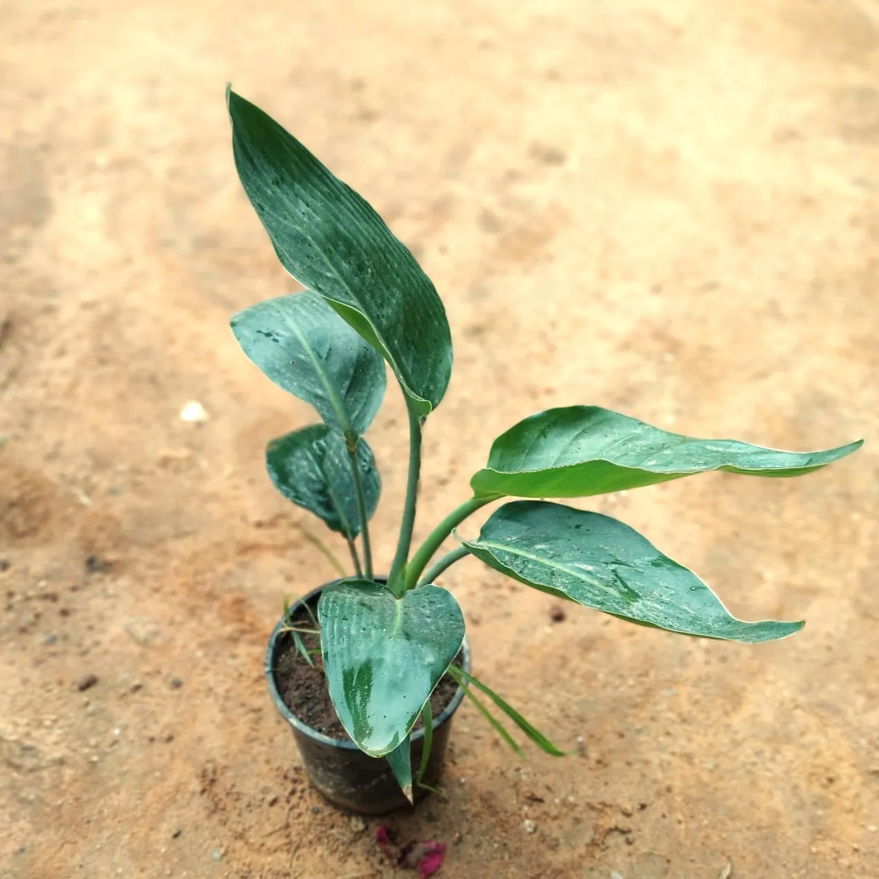 Bird of Paradise White in 5 Inch Nursery Pot