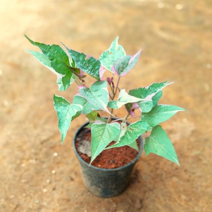 Sweet Potato / Ipomea in 4 Inch Nursery Pot