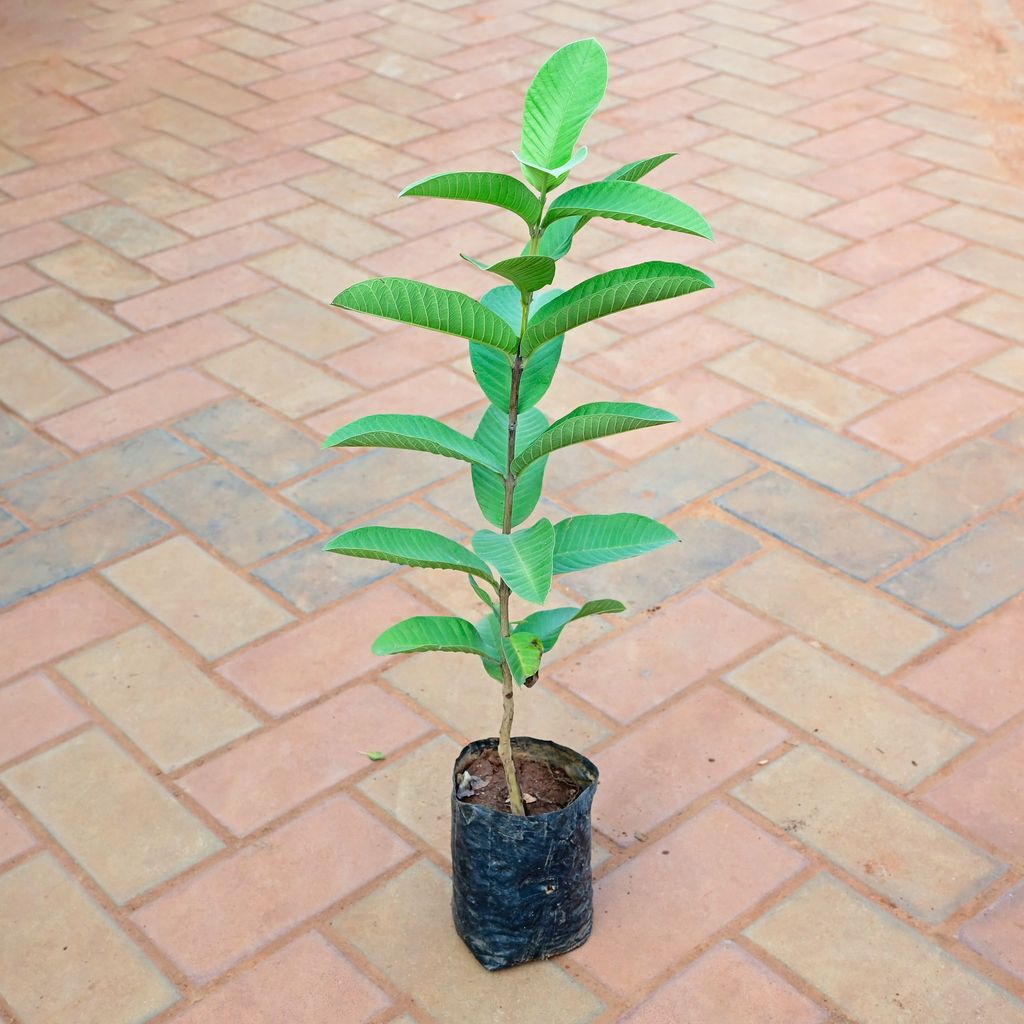Amrood / Guava in 5 Inch Nursery Bag Amrood / Guava in 5 Inch Nursery Bag