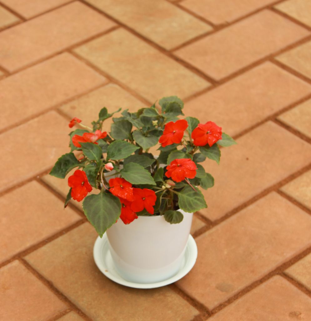 Buy Impatient Balsamina Red in 5 Inch White Sphere Premium Pot With Tray Online | Urvann.com Impatient Balsamina Red in 5 Inch White Sphere Premium Pot With Tray