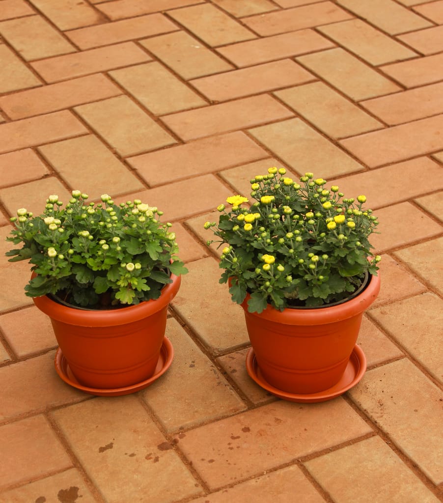 Buy Set of 2 - Chrysanthemum (White & Yellow) in 7 Inch Classy Red Plastic Pot with Tray Online | Urvann.com Set of 2 - Chrysanthemum (White & Yellow) in 7 Inch Classy Red Plastic Pot with Tray