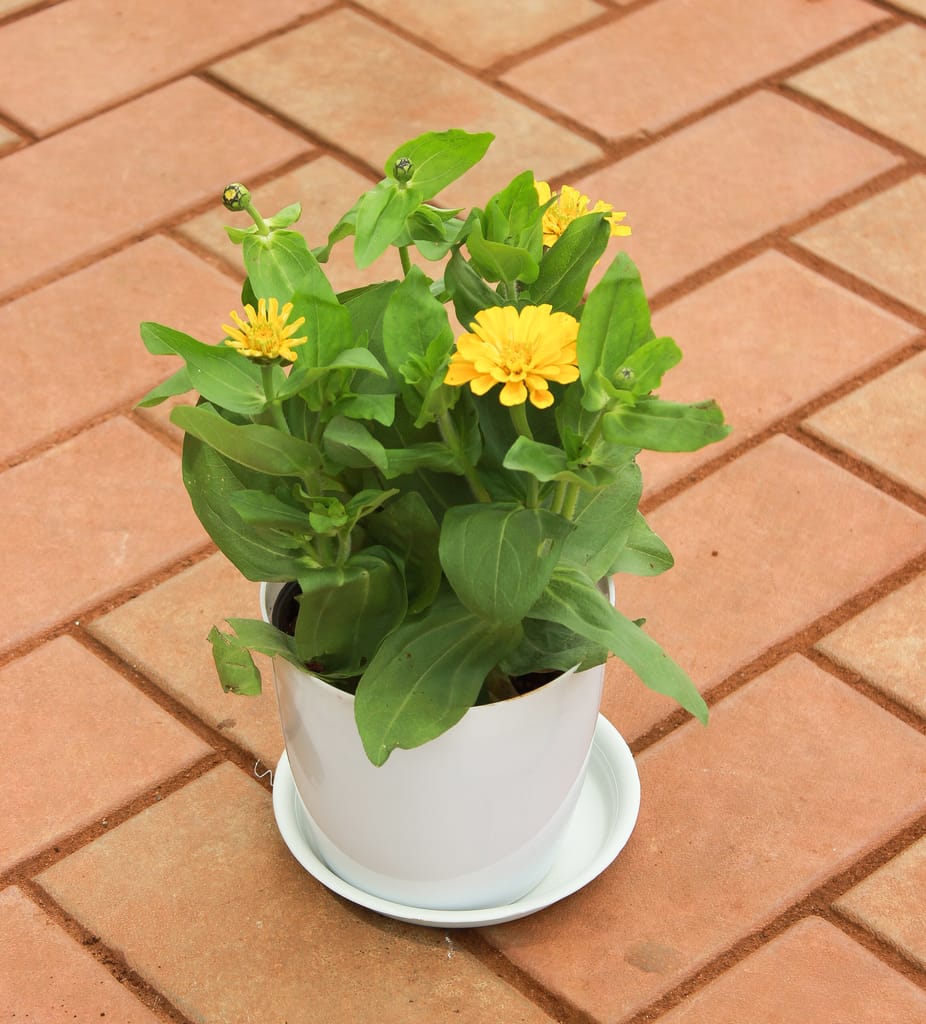 Buy Zinnia Yellow in 5 Inch White Sphere Premium Pot With Tray Online | Urvann.com Zinnia Yellow in 5 Inch White Sphere Premium Pot With Tray