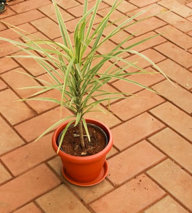 Buy Dracaena Marginata / Colorama Green in 7 Inch Classy Red Plastic Pot with Tray Online | Urvann.com