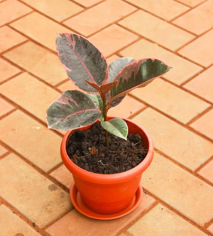 Rubber Pink in 7 Inch Classy Red Plastic Pot with Tray