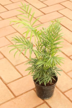 Buy Chameadorea Palm in 4 Inch Nursery Pot Online | Urvann.com