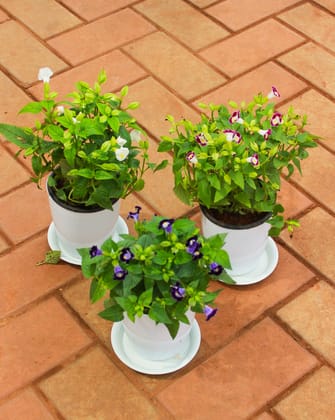 Buy Set of 3 - Wishbone / Torenia (White, Blue & Pink) in 5 Inch White Sphere Premium Pot With Tray Online | Urvann.com