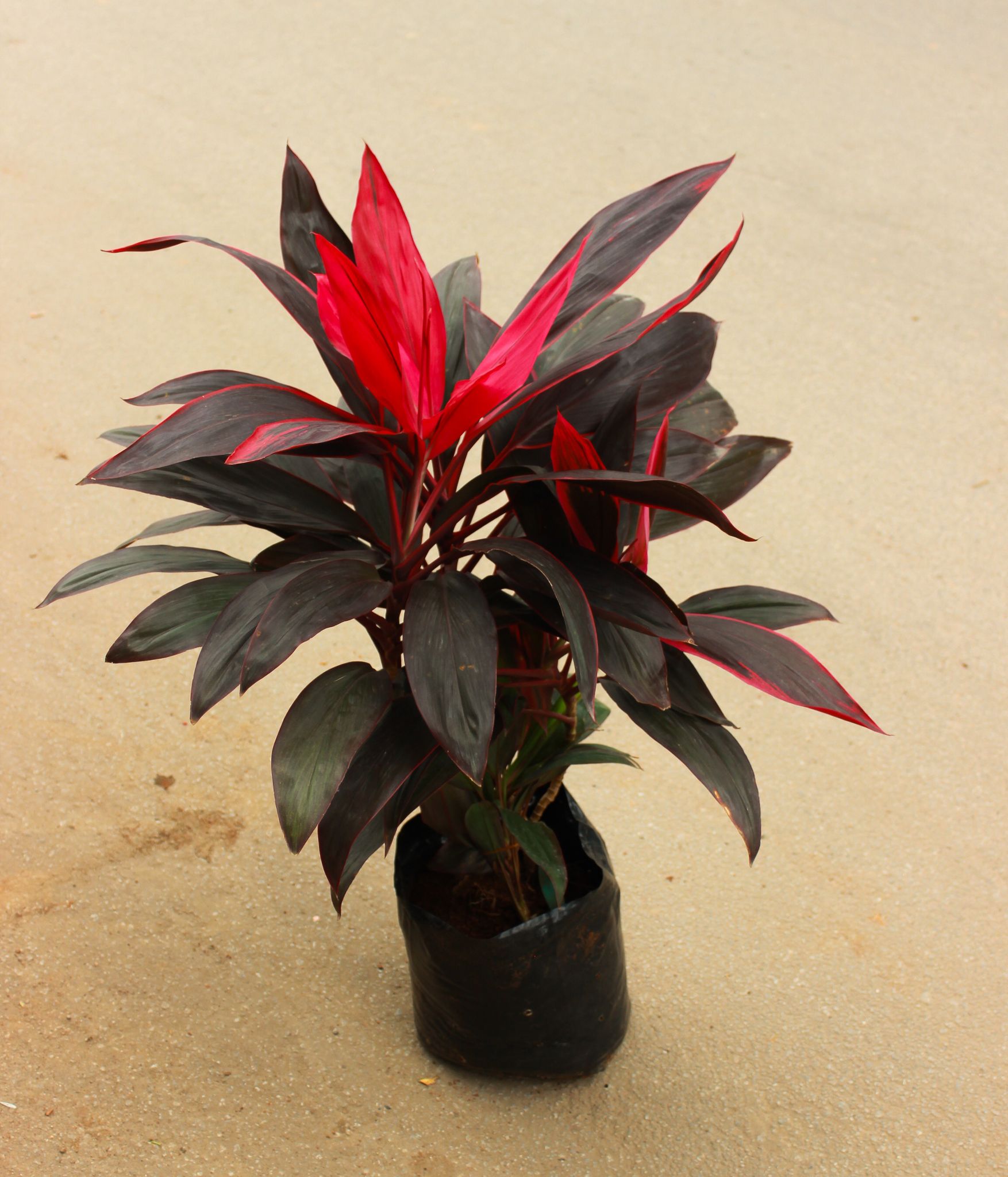 Dracaena Kedarnath in 10 Inch Nursery Bag