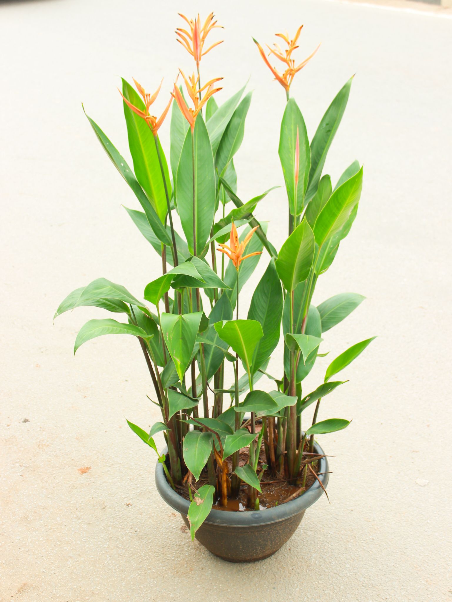Heliconia (any colour) in 12 Inch Nursery Pot