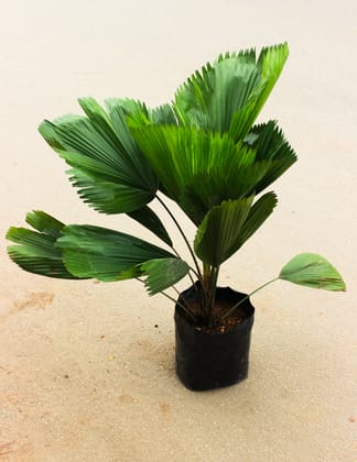 Buy Ruffled Palm in 10 Inch Nursery Bag Online | Urvann.com