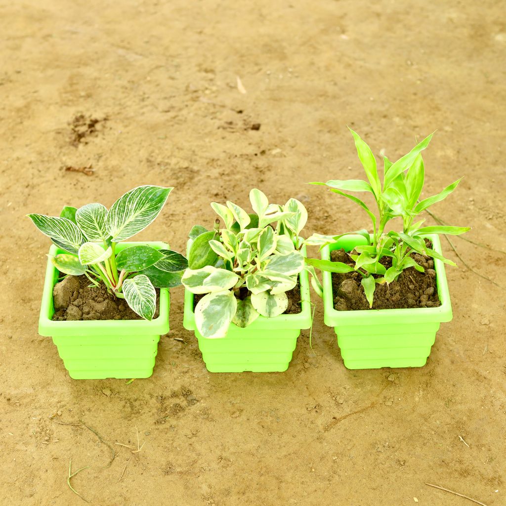 Free Next Day Delivery | Set of 3 - Golden Lucky Bamboo, Philodendron ...