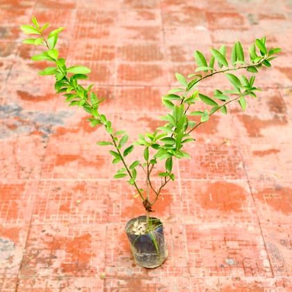Buy Nimbu / Lemon Plant (~ 1.5 Ft) in 4 Inch Nursery Bag Online | Urvann.com