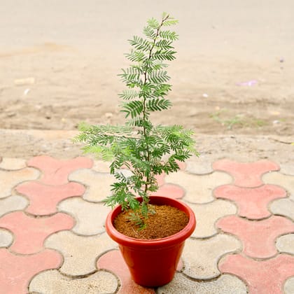 Buy Holy Shami  in 8 Inch Terracotta Red Classy Plastic Pot Online | Urvann.com