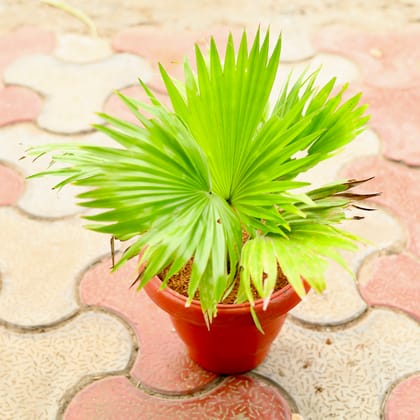 Buy China / Fan Palm in 8 Inch Terracotta Red Classy Plastic Pot Online | Urvann.com