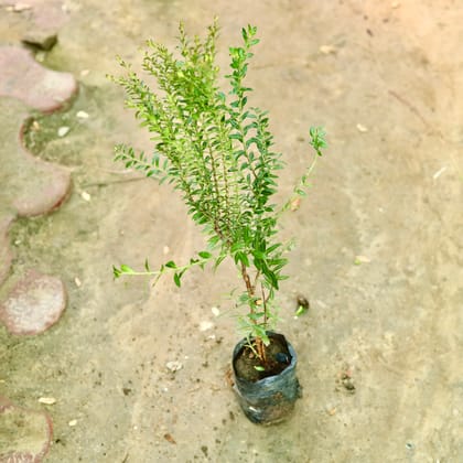 Buy Cuphea / False Heather ( Any Colour) in 4 Inch Nursery Bag Online | Urvann.com