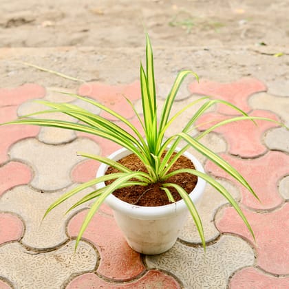 Buy Pandanus in 8 inch White Classy Plastic Pot Online | Urvann.com