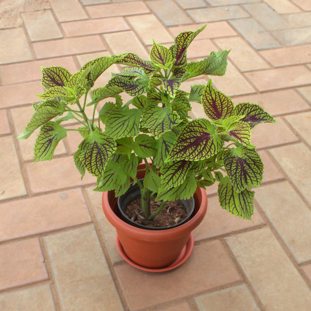 Buy Coleus Green in 7 Inch Terracotta Red Classy Plastic Pot With Tray Online | Urvann.com Coleus Green in 7 Inch Terracotta Red Classy Plastic Pot With Tray