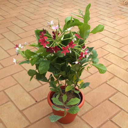 Buy Madhu Malti / Rangoon Creeper  in 7 Inch Terracotta Red Classy Plastic Pot Online | Urvann.com