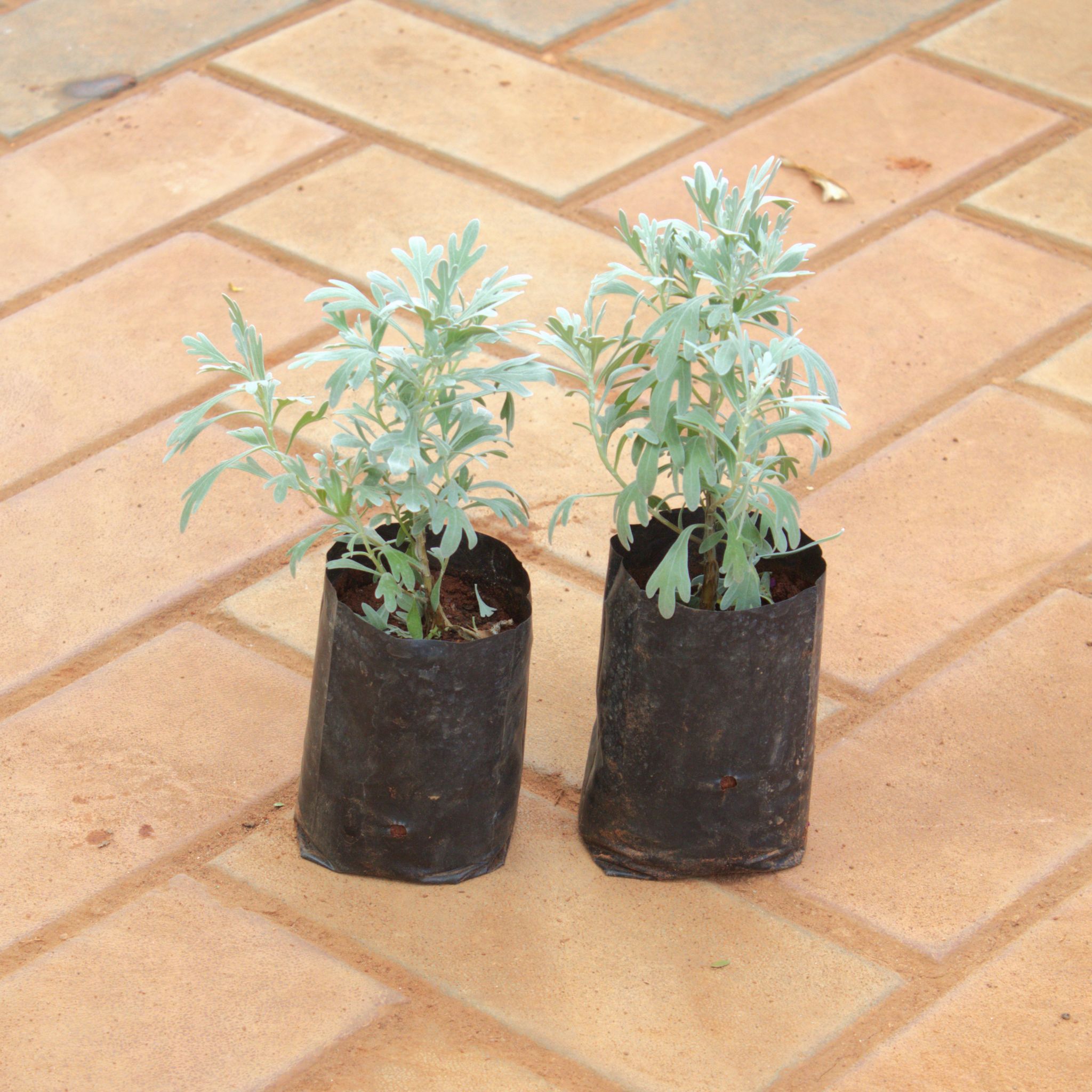 Set Of 2 - Lavender in 4 Inch Nursery Bag