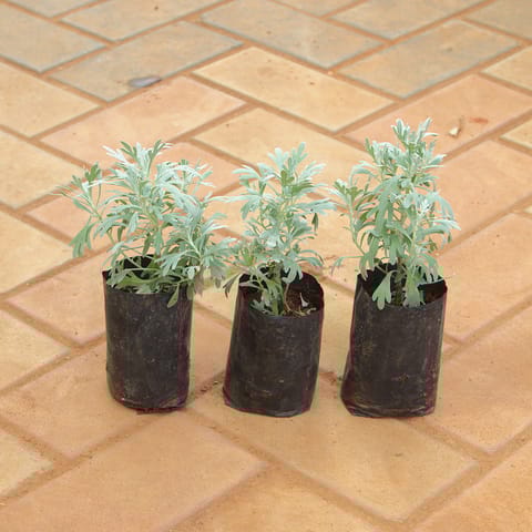 Set Of 3 - Lavender in 4 Inch Nursery Bag