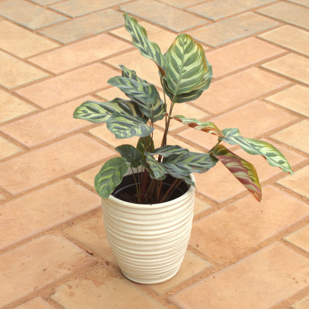 Buy Calathea Maranta / Zebrina in 6 Inch Ring Designer Ceramic Pot Online | Urvann.com Calathea Maranta / Zebrina in 6 Inch Ring Designer Ceramic Pot